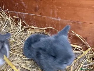 Mini Lop rabbits Blue self buck - Advert 10