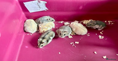 Hamster rodents - Advert 3
