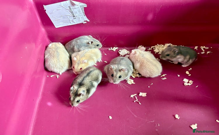 Hamster rodents - Advert 1