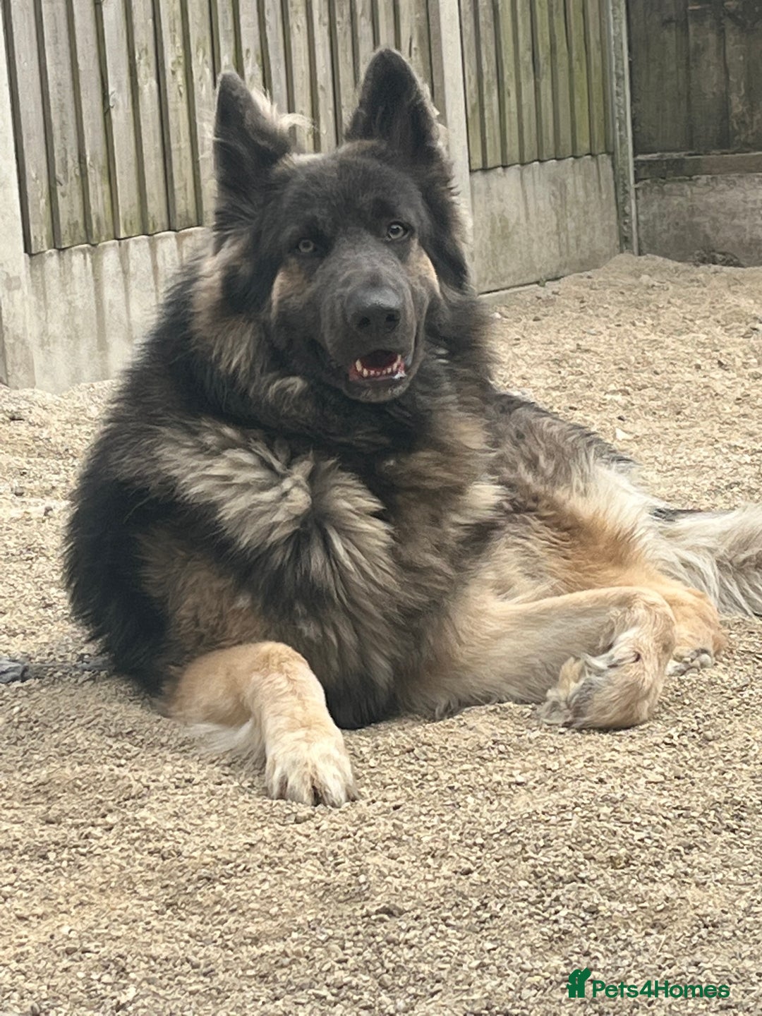 German Shepherd dogs for stud: Blue kc gsd stud  in Oldham - Image 5