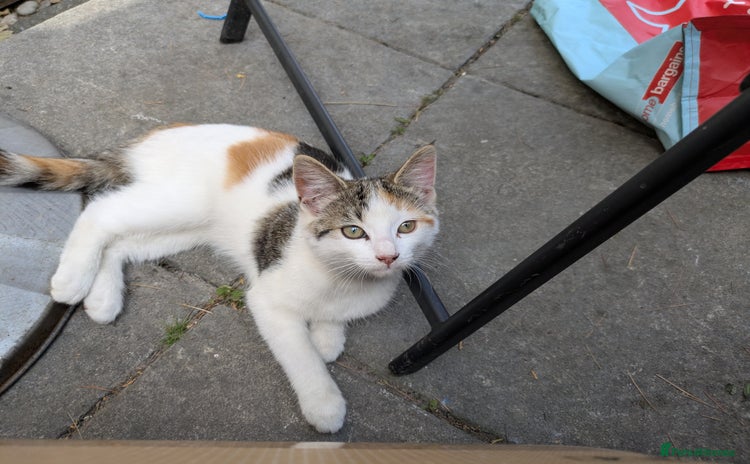 Mixed Breed cats - Advert 2