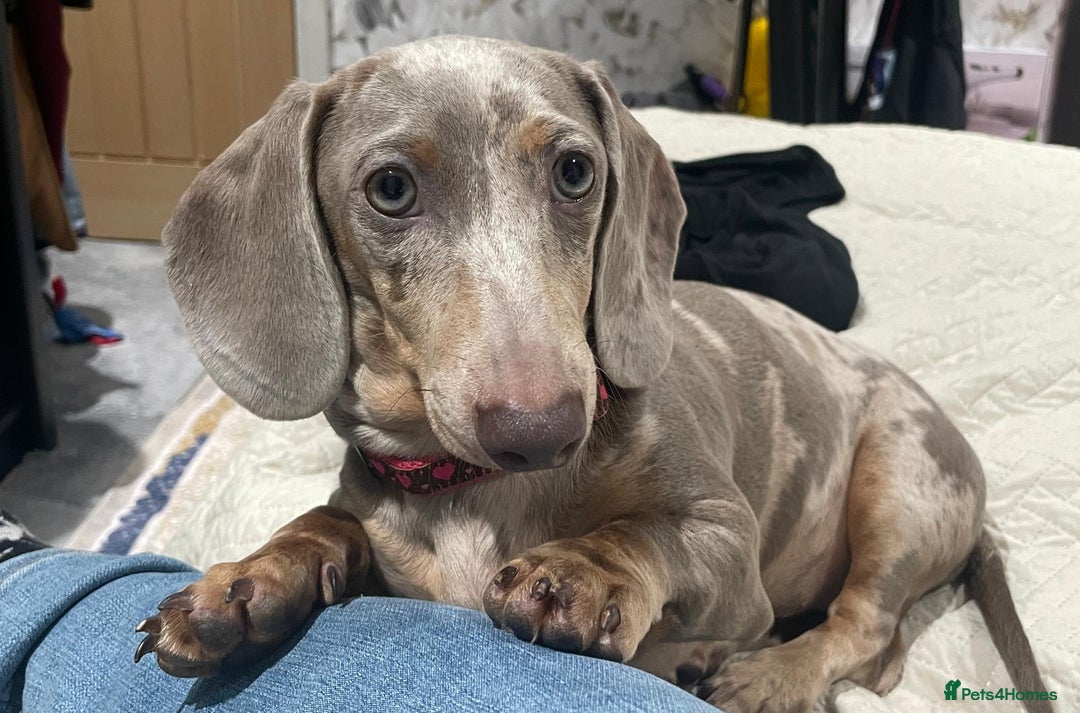 Miniature Dachshund dogs for sale: Little lady - Advert 4