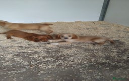 Cocker Spaniel dogs for sale: Fully vaccinated, Working type kc cocker spaniels - Image 10