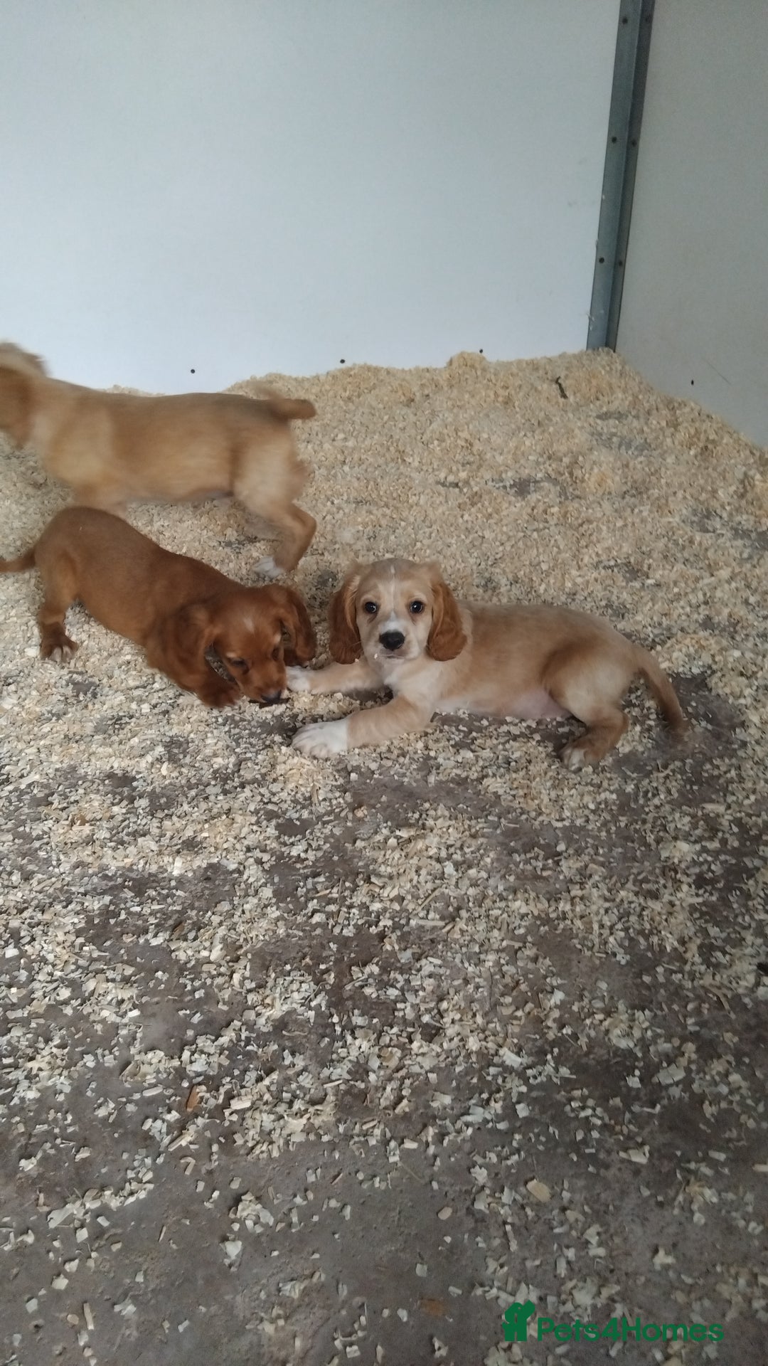Cocker Spaniel dogs for sale: Fully vaccinated, Working type kc cocker spaniels - Image 10