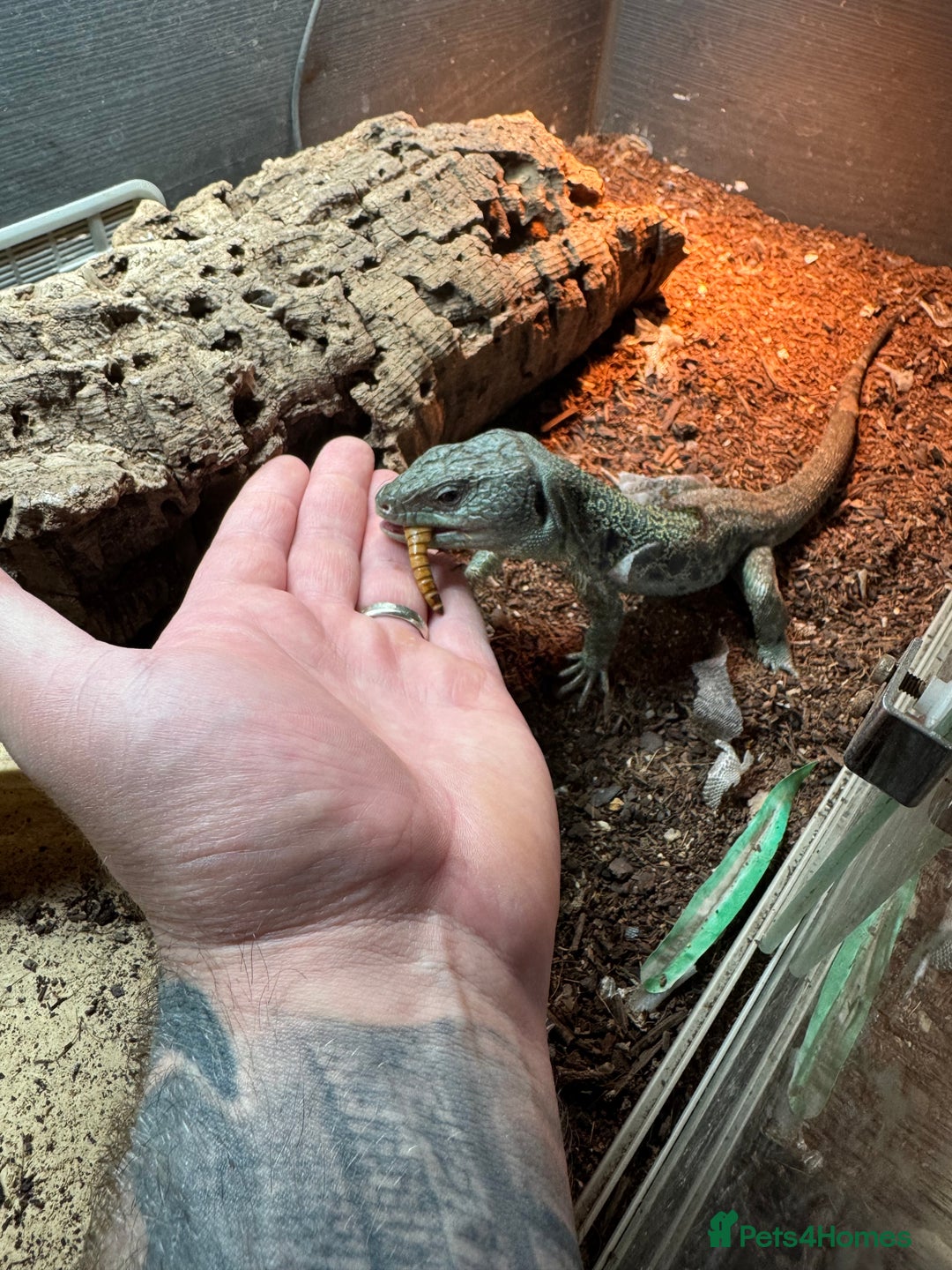 Lizard reptiles for sale: Jeweled lacerta / european eyed lizard male/female - Advert 5