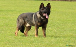 German Shepherd dogs for sale: TOP Quality German shepherd puppies  - Image 11