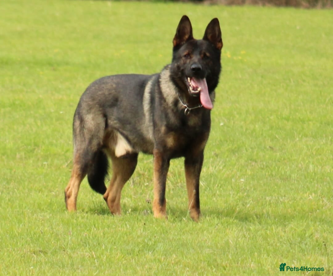 German Shepherd dogs for sale: TOP Quality German shepherd puppies  - Image 11