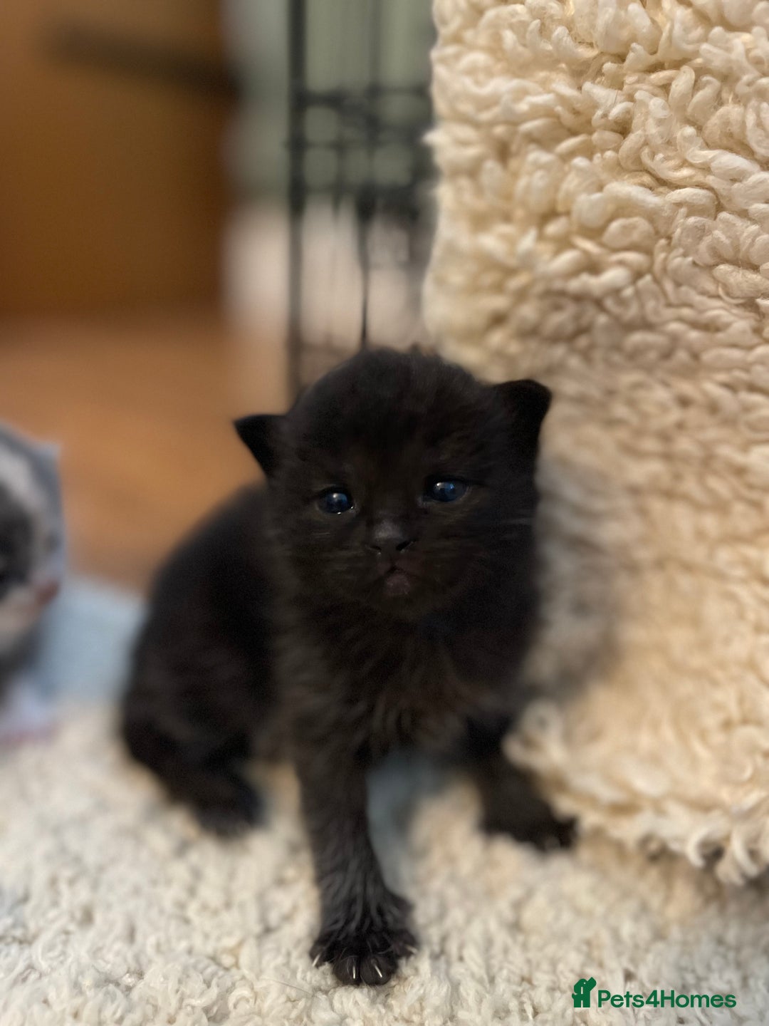 Mixed Breed cats for sale: British Shorthair x Ragdoll - mixed prices  - Image 5