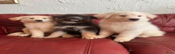 German Shepherd dogs for sale: Stunning quality GSD pups looking for new home!  - Advert 15