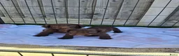Cocker Spaniel dogs for sale: KC working Cocker puppies  - Advert 12