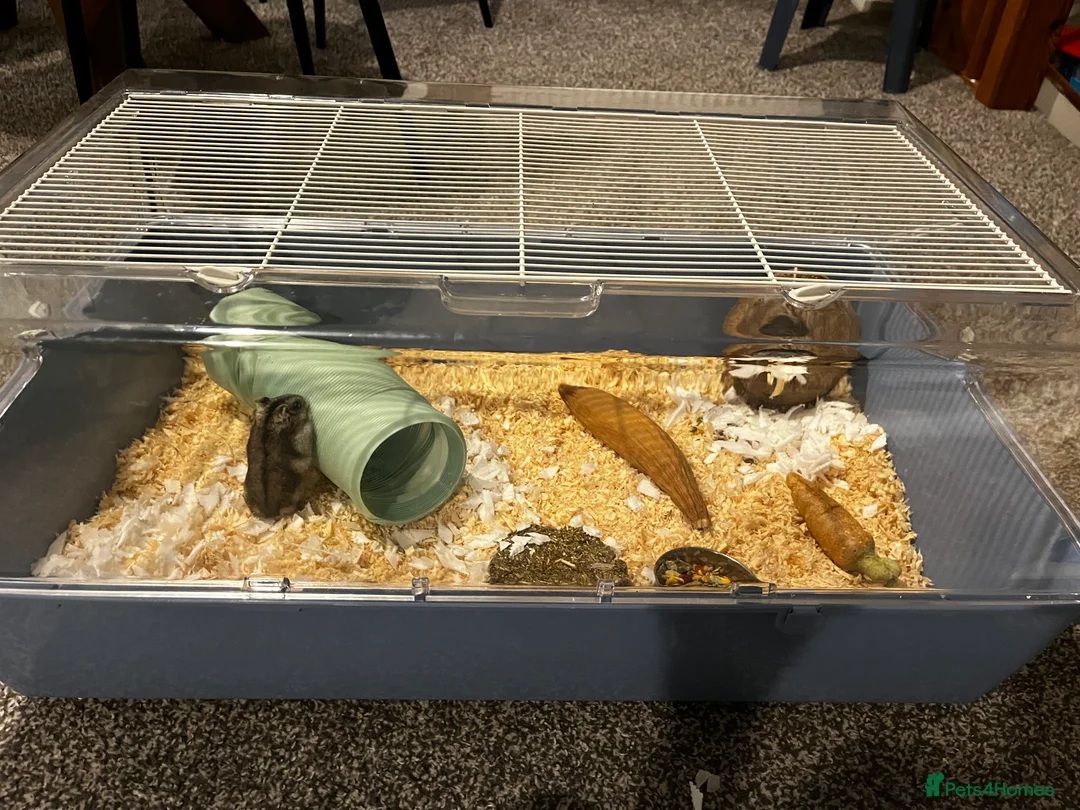 Hamster rodents for sale: Hamster  - Advert 6