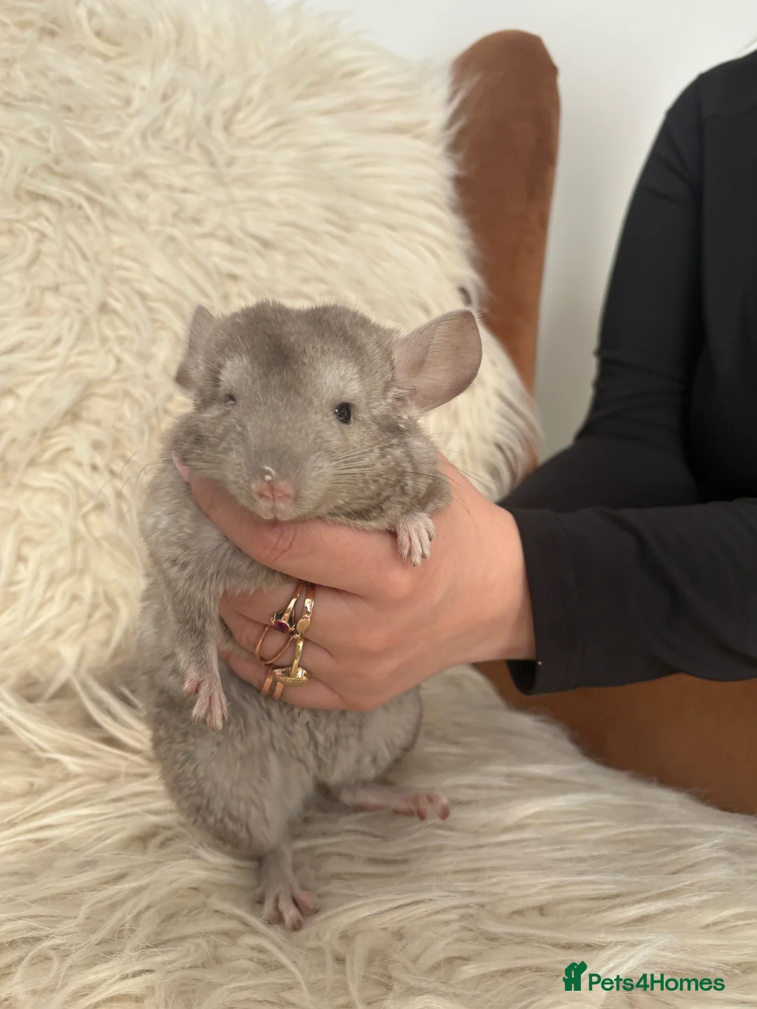 Chinchilla rodents for sale: 2 girl chinchillas ready for new home  - Advert 8