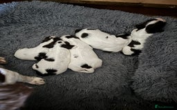 English Springer Spaniel dogs for sale: Beautiful English Springer Spaniel Puppies  - Image 6