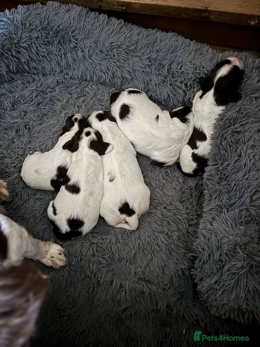 English Springer Spaniel dogs for sale: Beautiful English Springer Spaniel Puppies  - Image 6