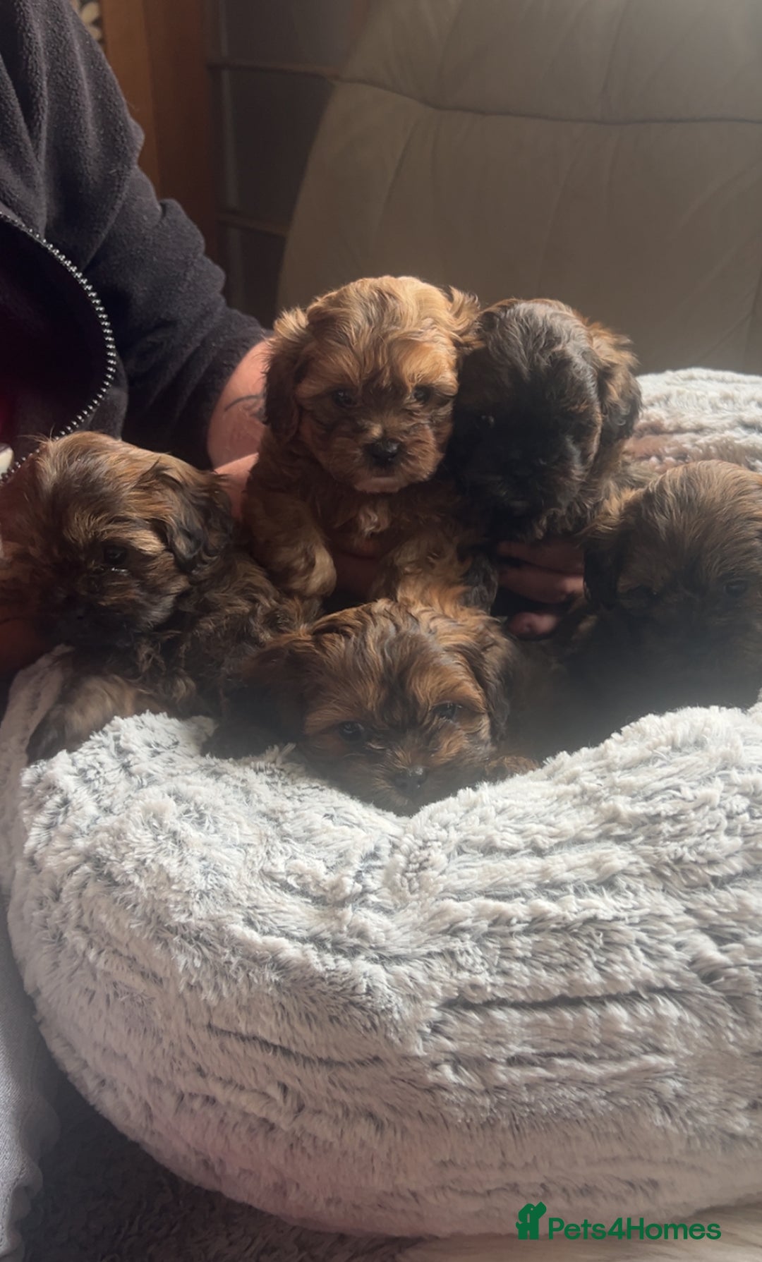 Shihpoo dogs for sale: For sale 5 stunning shihpoo puppies - Image 6