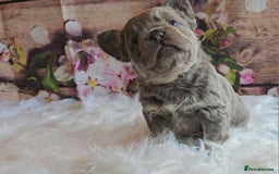 French Bulldog dogs for sale: Welcome to the Fluffy Crew 🥰 - Advert 35