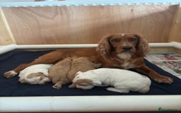 Cocker Spaniel dogs for sale: Working Cocker Spaniel pups for sale  - Image 5
