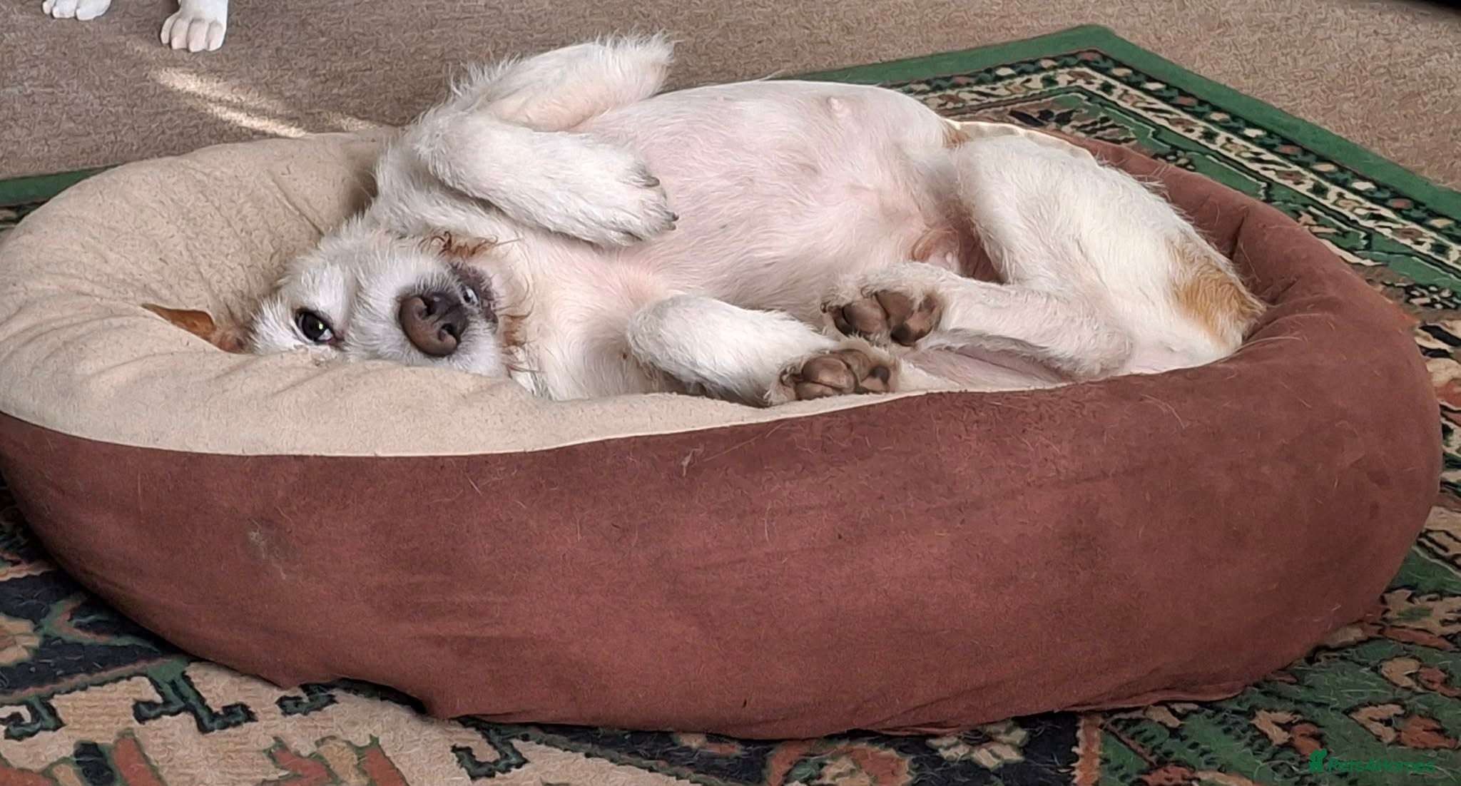 Lovely Dulce — Mixed Breed