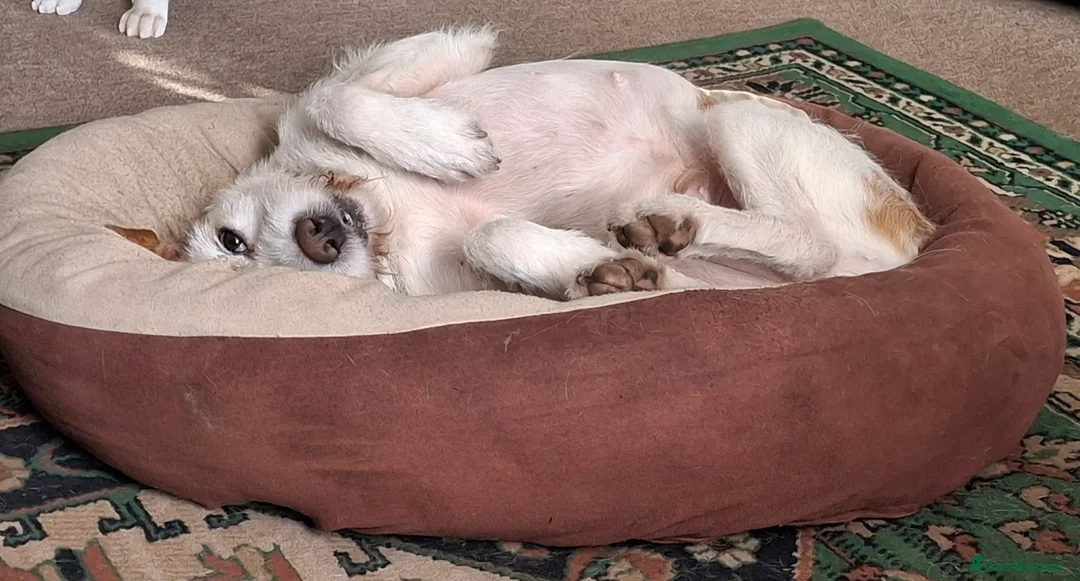 Mixed Breed dogs for adoption: Lovely Dulce looking for her forever home in Midhurst - Advert 7