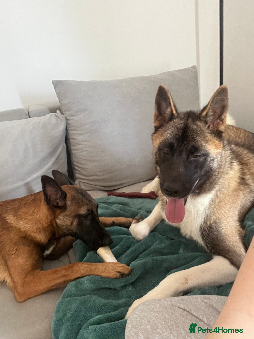 Akita dogs for sale: Luna! - Image 1