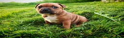 Staffordshire Bull Terrier dogs for sale: GORGEOUS RED STAFFORDSHIRE BULL TERRIER PUPPIES - Advert 12