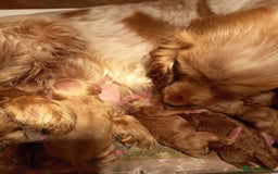 Cockapoo dogs for sale: Beautiful Green eyed, f1 cockerpoos - Image 10