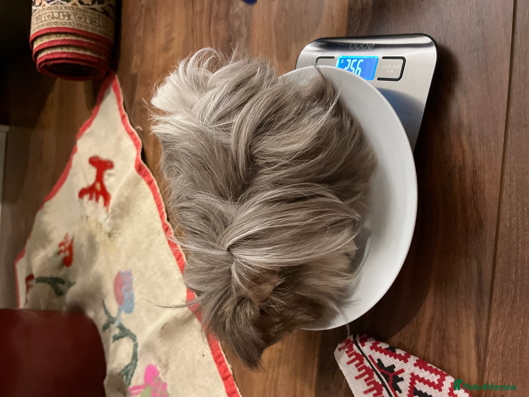 Guinea Pig rodents for sale: Long Haired Peruvian Guinea Pigs! - Advert 15