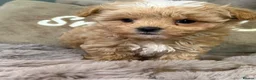 Maltipoo dogs for sale: Maltipoo Babies  - Advert 7
