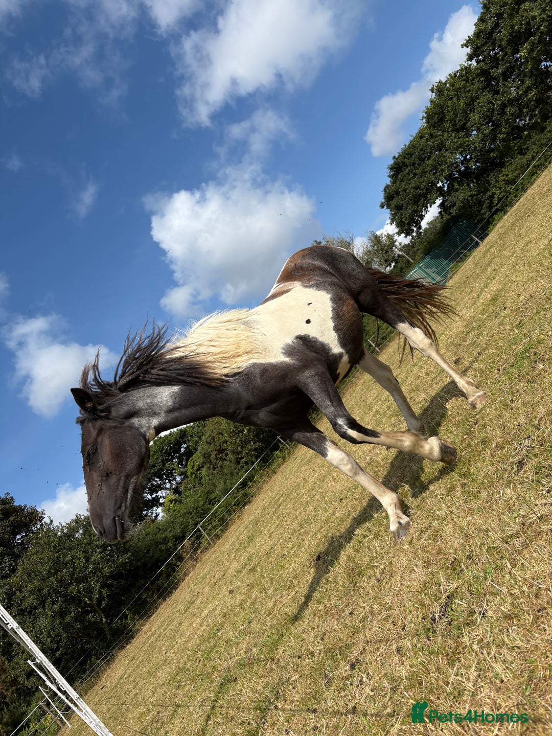 Dartmoor horses for sale: Rising 2 year old mare for sale  - Advert 10
