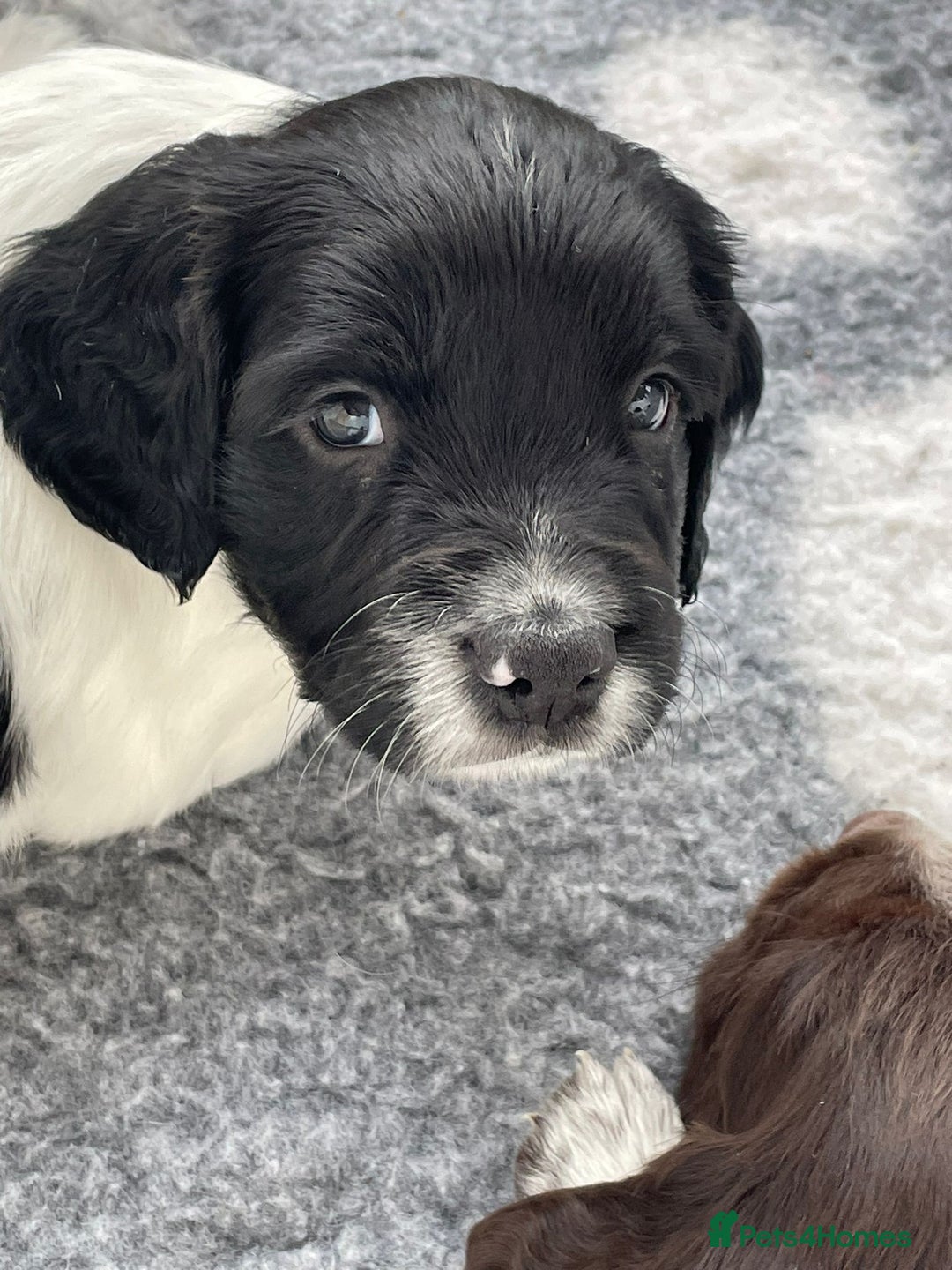 English Springer Spaniel dogs for sale: Gorgeous working English Springer Spaniel Puppies - Advert 27