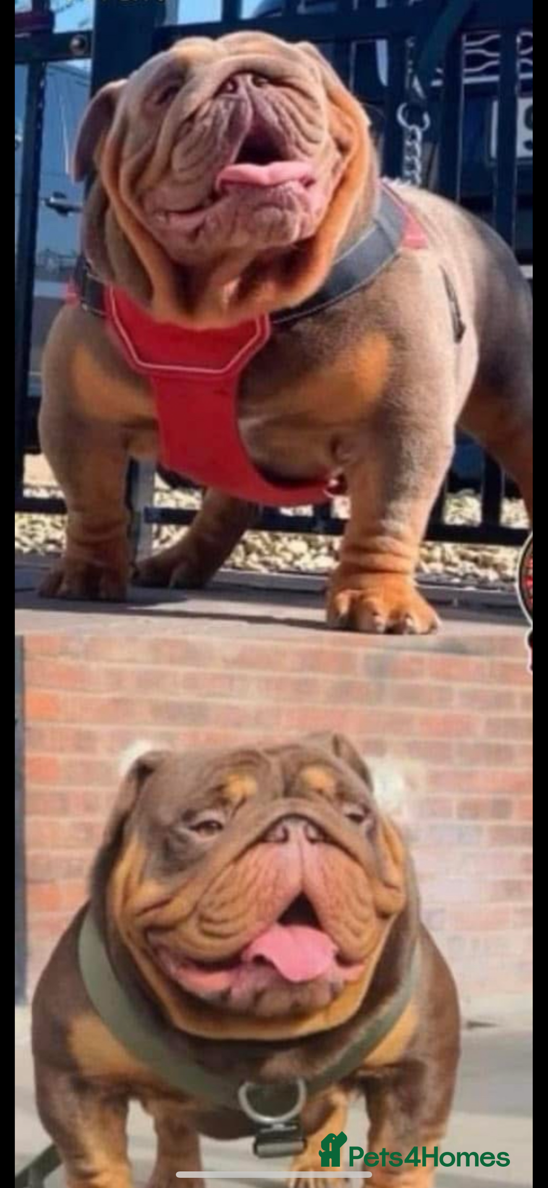 English Bulldog dogs for sale: English bulldog puppies  - Image 8