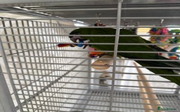 Parrots birds for sale: Hanah macaw baby - Image 2