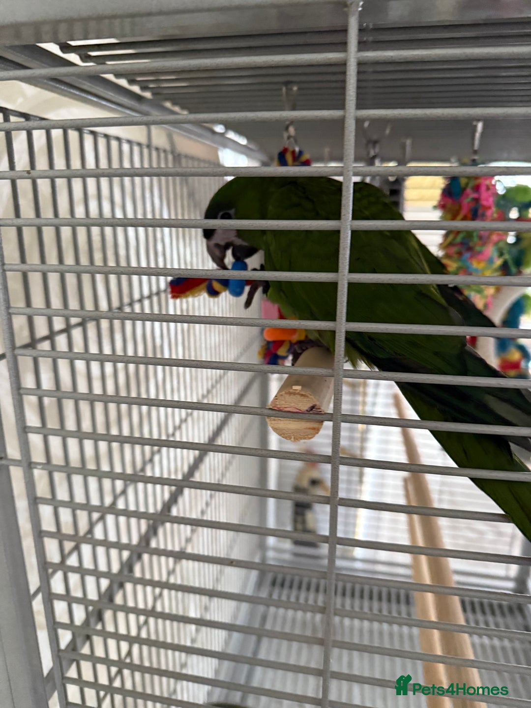 Parrots birds for sale: Hanah macaw baby - Image 2
