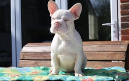French Bulldog dogs for sale: Stunning merle boy  - Image 6