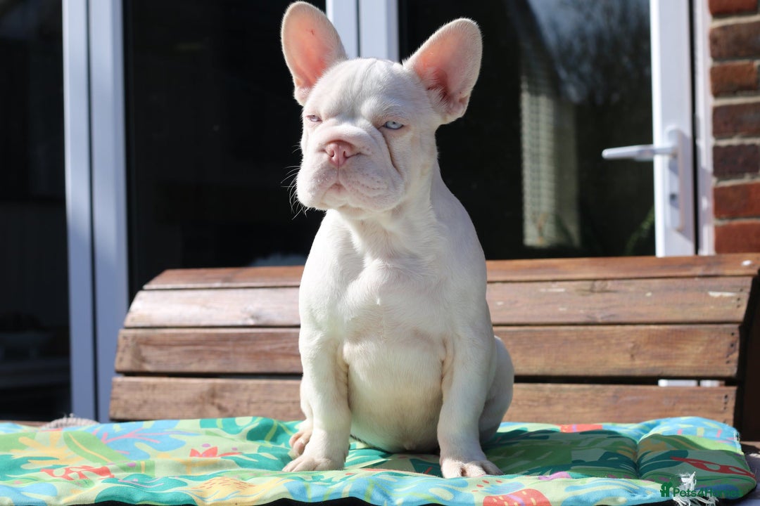 French Bulldog dogs for sale: Stunning merle boy  - Image 6