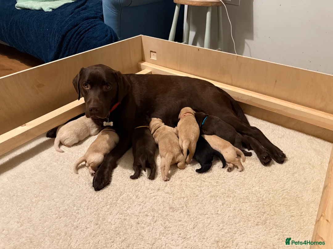 Labrador Retriever dogs for sale: Labrador Retrievers KC Registered 8 puppies - Advert 6
