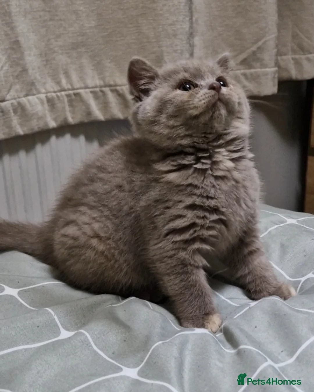 British Shorthair cats for sale: Lilac tortie female kitten - Advert 5
