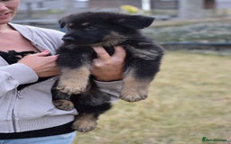 German Shepherd dogs for sale: Adorable big German Shepherd pups - Image 8