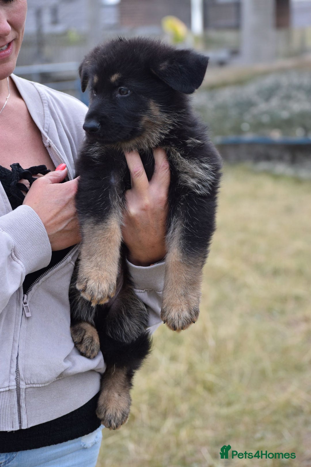 German Shepherd dogs for sale: Adorable big German Shepherd pups - Image 8