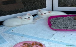British Shorthair cats for sale: Adorable Kittens! - Image 5