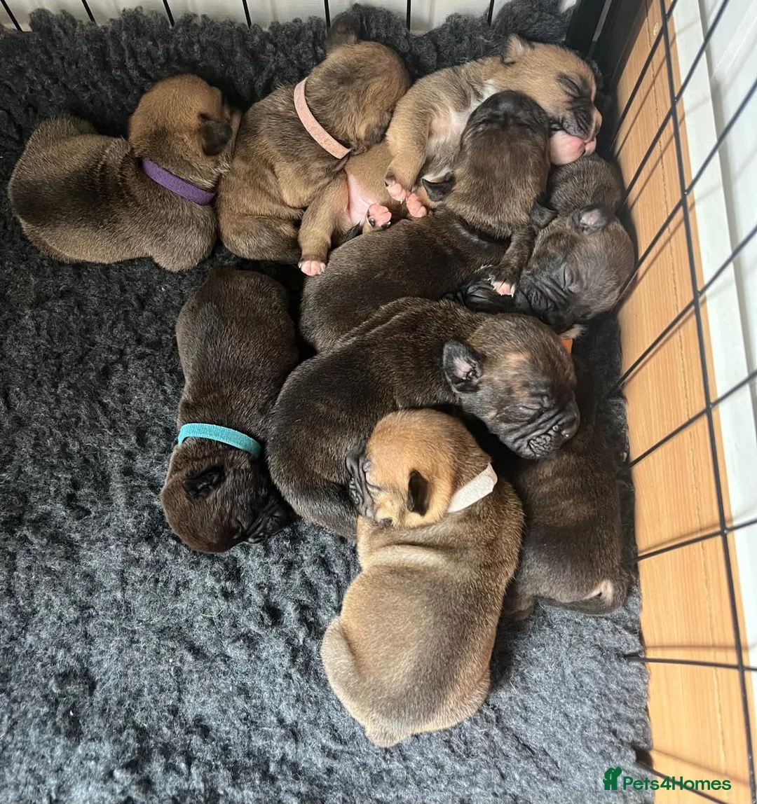 Mixed Breed dogs for sale: French bulldog x bullpei puppies for sale  - Advert 1