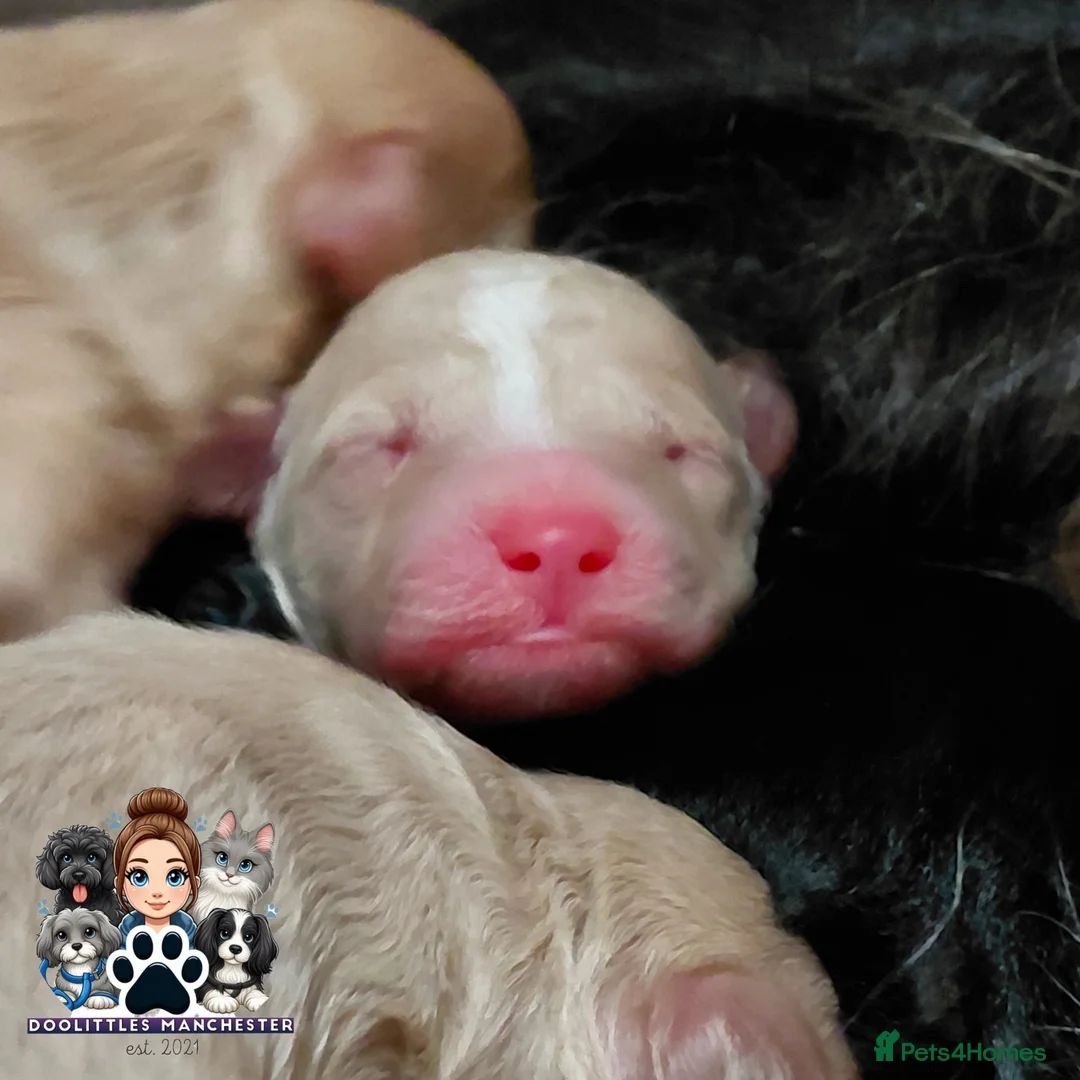 Cavapoo dogs for sale: 5* F1B Cavapoos  - Advert 6