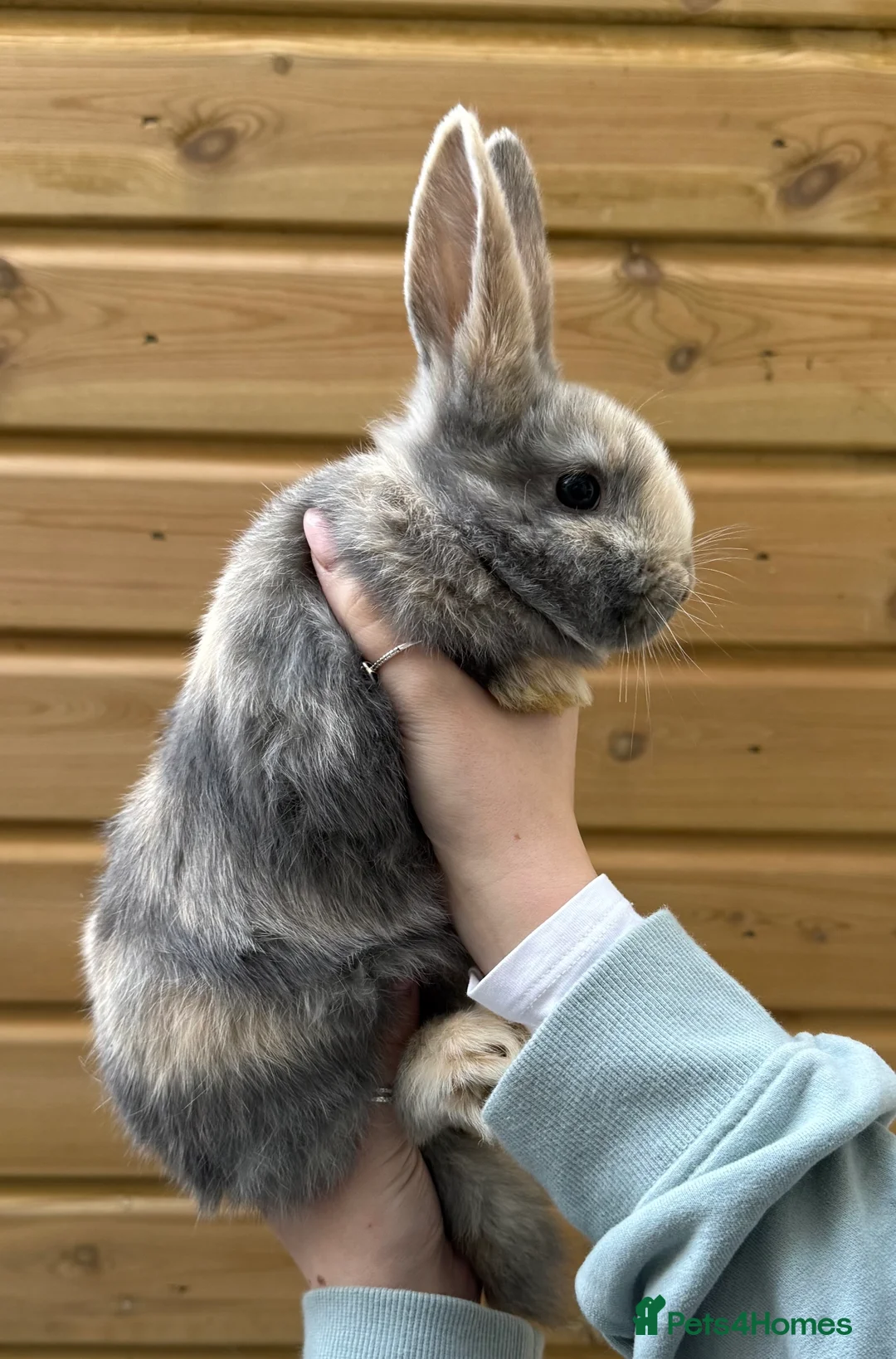 Mixed Breed rabbits for sale: Noelle  in Saint Austell - Advert 3