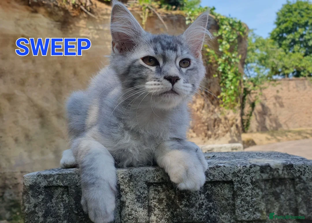 Maine Coon cats for sale: 2 boys 1 girl. MAINE COON KITTENS 3LEFT🐾 ACTIVE. - Advert 9
