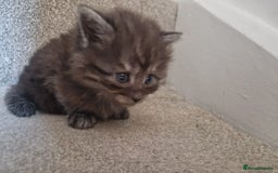 Maine Coon cats for sale: Maine coon - Image 11
