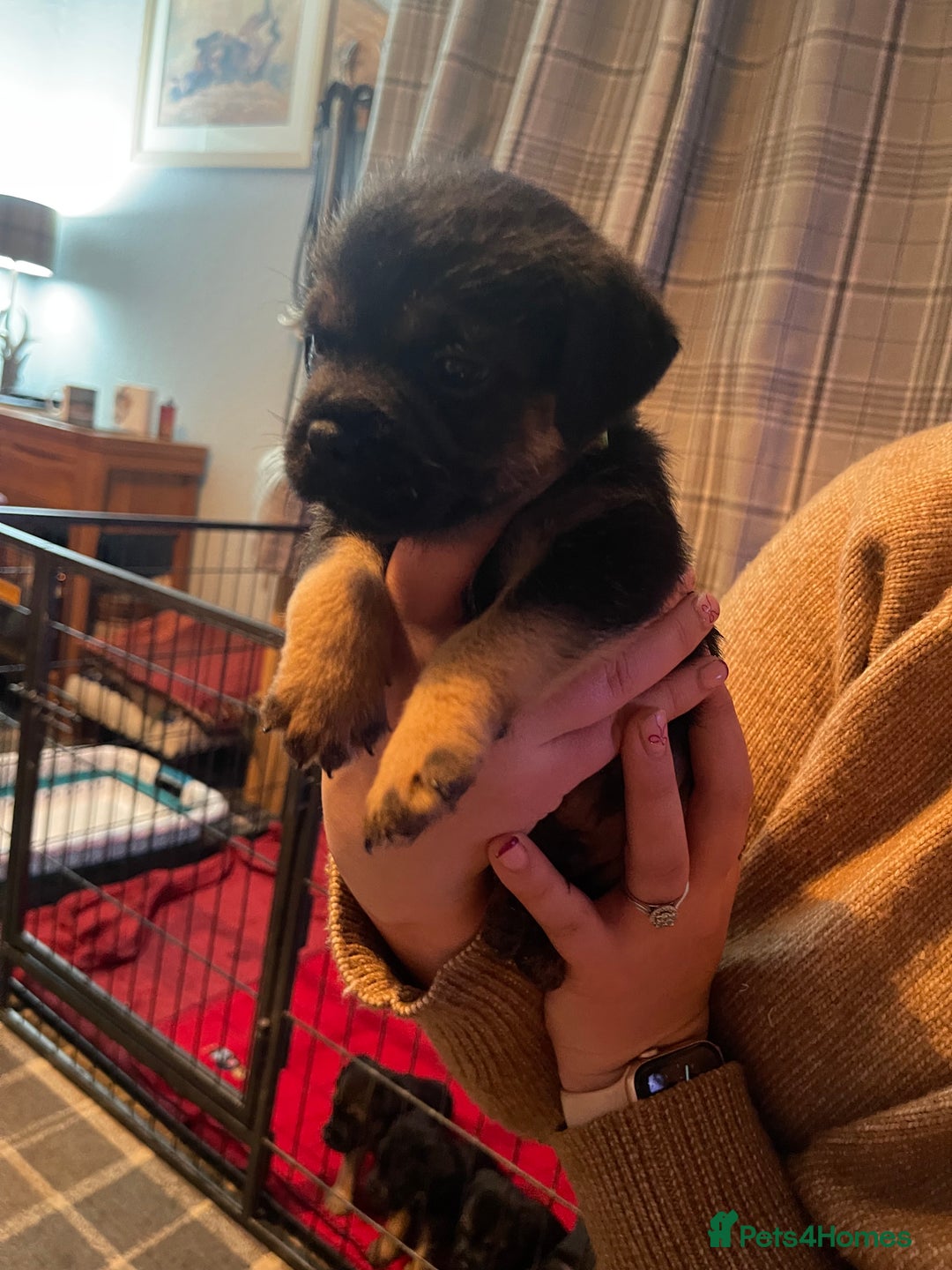 Border Terrier dogs for sale: Border Terrier Pups - Advert 38