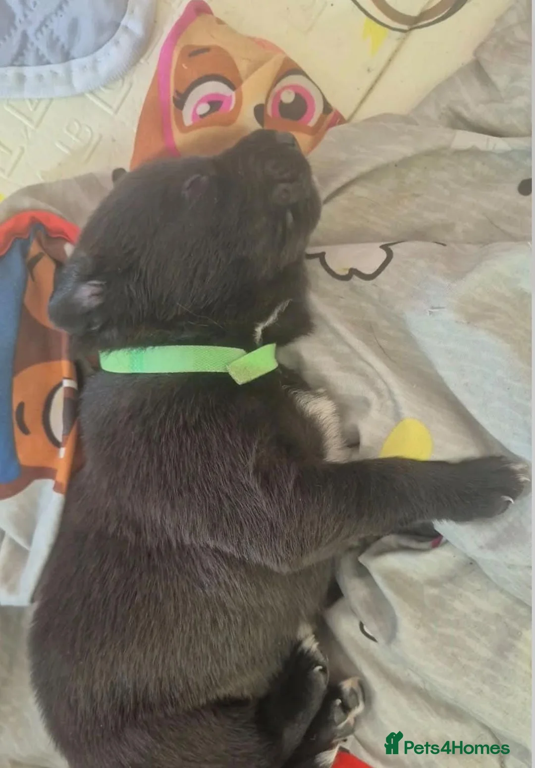 Borador dogs for sale: Lovely borador puppies - Advert 1