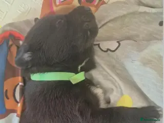 Borador dogs Lovely borador puppies - Advert 4