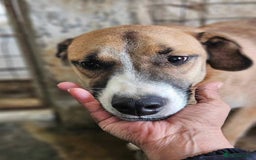 Mixed Breed dogs for adoption: Meet Albie, currently residing in Derbyshire  - Image 8