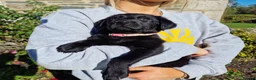 Labrador Retriever dogs for sale: Black Labrador Puppies, Kennel Club Registered - Advert 9